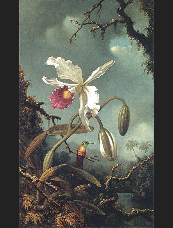 Martin Johnson Heade White Brazilian Orchid